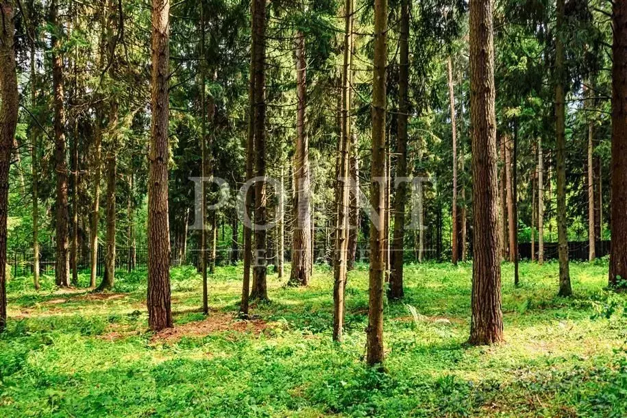 Участок в Московская область, Истра муниципальный округ, д. Чесноково, ... - Фото 1