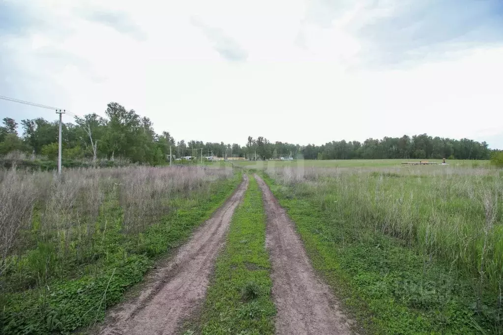 Участок в Алтайский край, Первомайский район, с. Фирсово ул. Кедровая ... - Фото 1