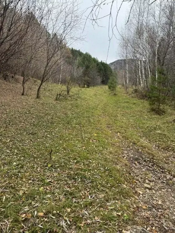 Участок в Алтайский край, Смоленский район, с. Черновая  (3.5 сот.) - Фото 2