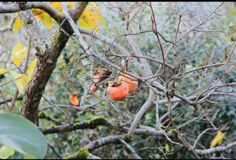 Участок в Краснодарский край, Сочи городской округ, с. Пластунка, ... - Фото 1