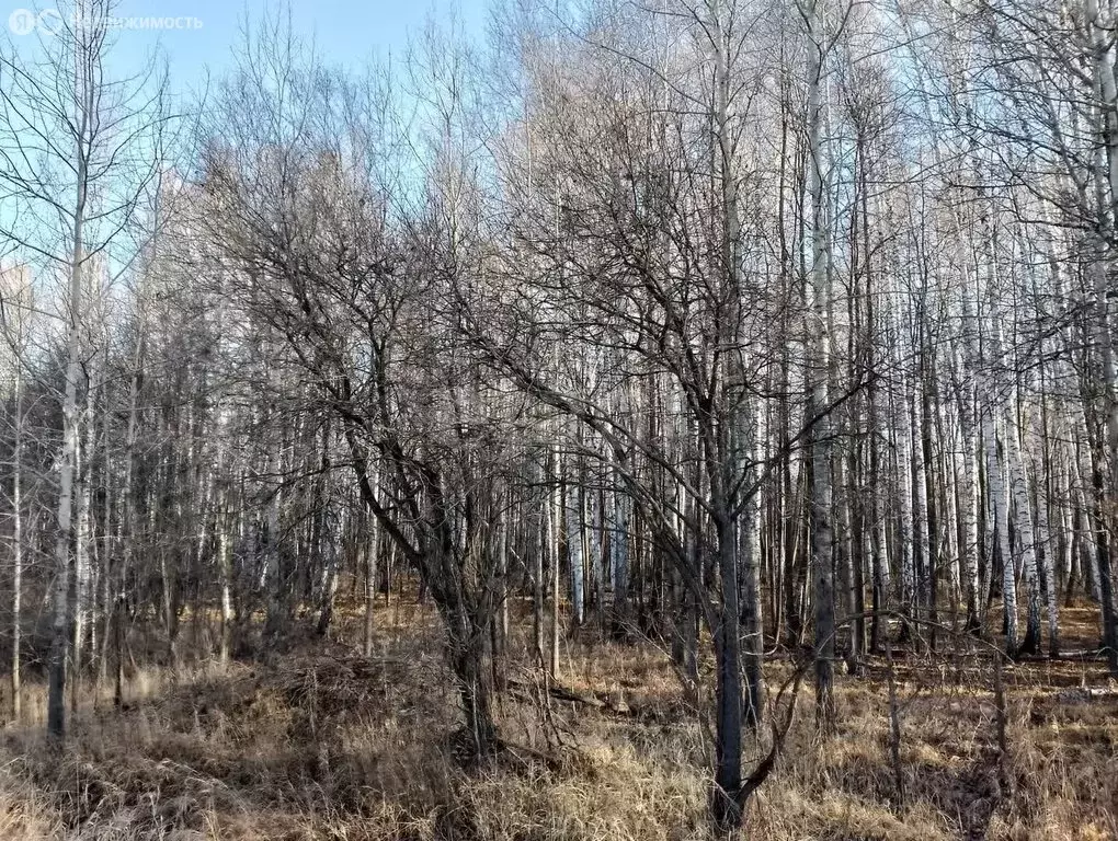 Участок в Нижнетавдинский район, село Тюнево (9.53 м) - Фото 0