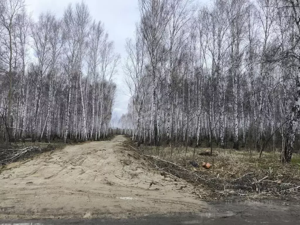 Участок в Тюменская область, Нижнетавдинский район, Ромашка СНТ  (10.0 ... - Фото 1