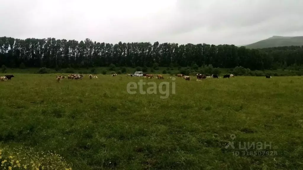 Участок в Алтайский край, Алтайский район, с. Алтайское ул. Революции ... - Фото 1