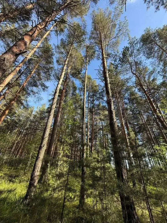 Участок 1,1 га (СНТ, ДНП) - Фото 1
