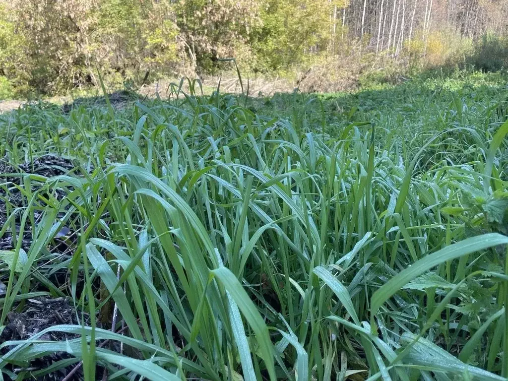 Участок в Башкортостан, Бирск № 9 Яблочко КС,  (3.0 сот.) - Фото 1