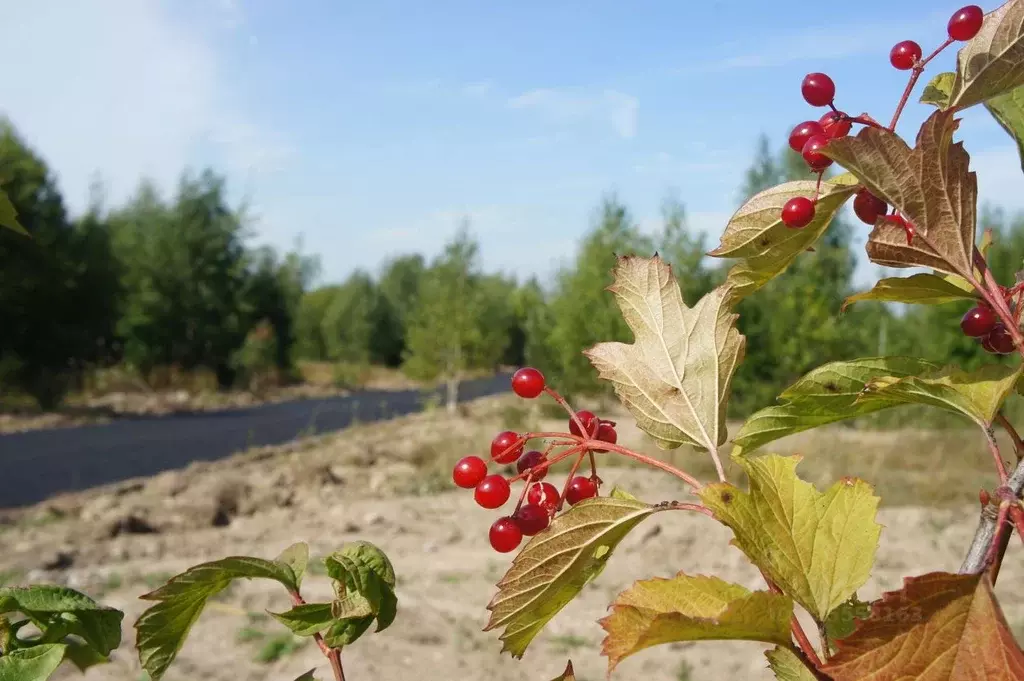 Участок в Московская область, Клин городской округ, д. Борис-Глеб  ... - Фото 2