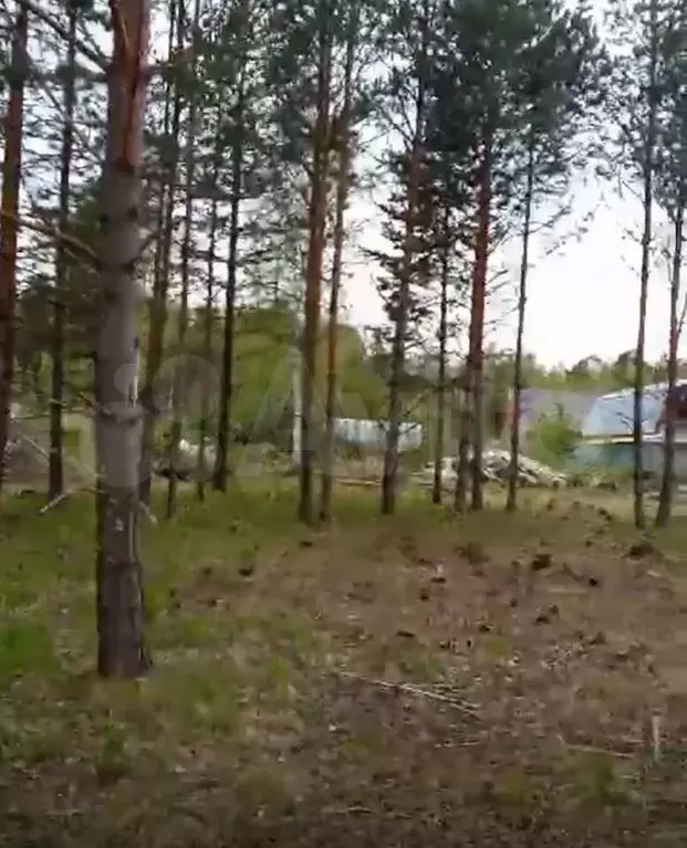 Участок 12 сот. (СНТ, ДНП) - Фото 0