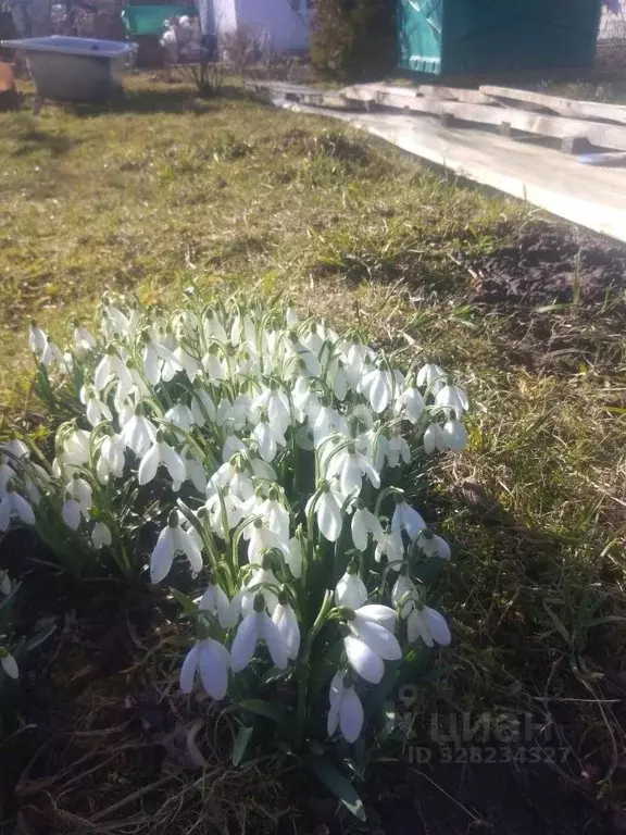 Участок в Амурская область, Свободный Ключевая ул., 8/49 (30.6 сот.) - Фото 1