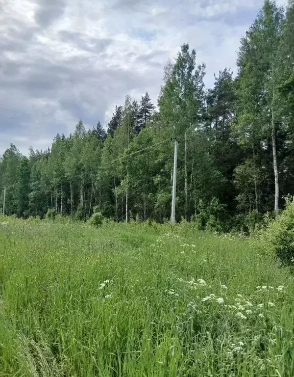 Участок в Ленинградская область, Лужский район, Толмачевское городское ... - Фото 1