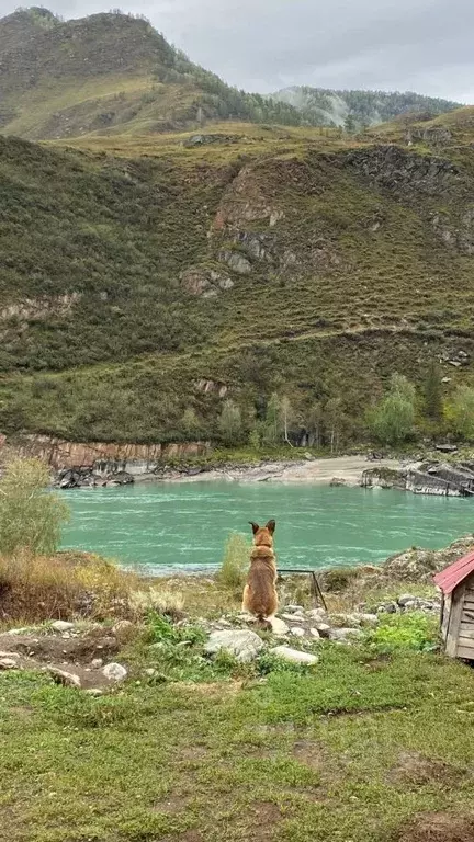 Участок в Алтай, Чемальский район, Куюсское с/пос, Урочище Карбан тер. ... - Фото 2