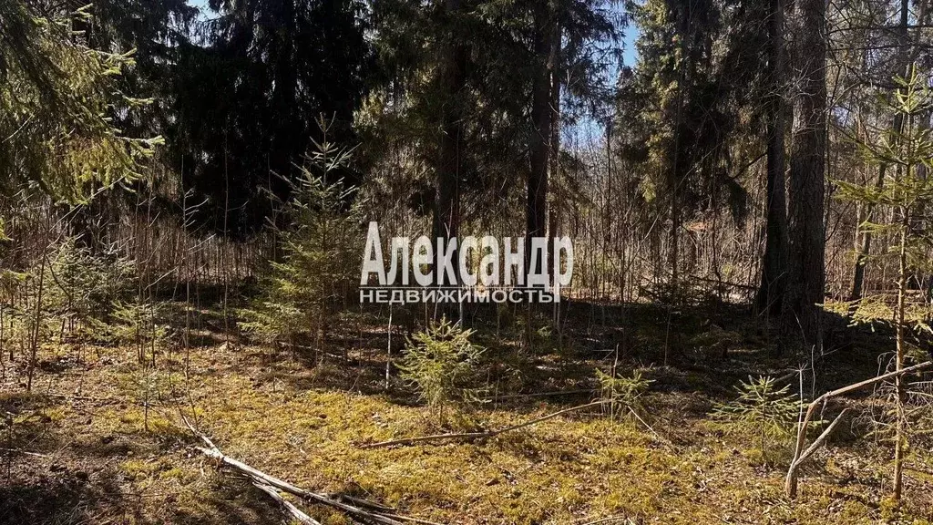 Участок в Ленинградская область, Гатчинский муниципальный округ, пос. ... - Фото 1