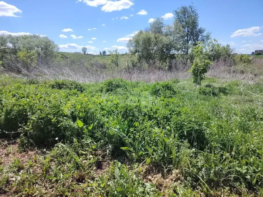 Участок в Воронежская область, Поворинский район, с. Рождественское ... - Фото 1