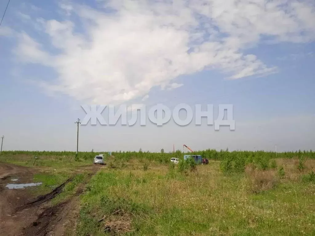 Участок в Новосибирская область, Колыванский район, Большая Семья СНТ  ... - Фото 2