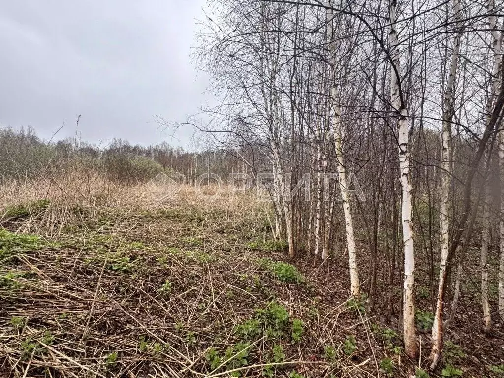 Участок в Тюменская область, Нижнетавдинский район, Полиграфист ... - Фото 1