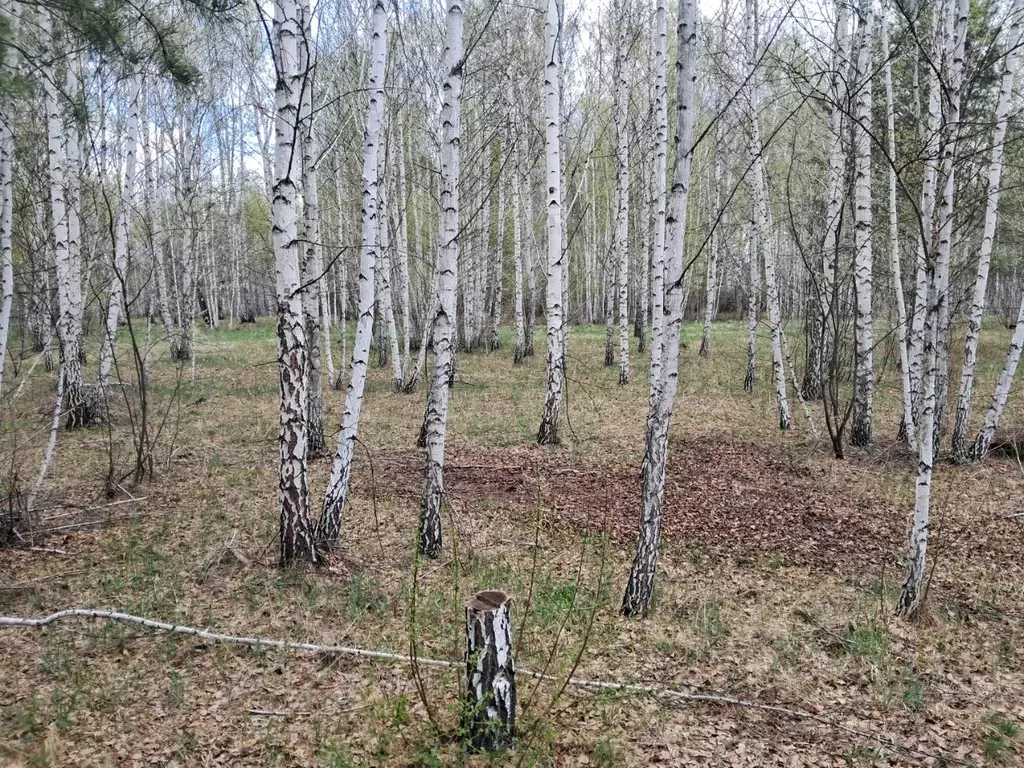 Участок в Курганская область, Кетовский муниципальный округ, ... - Фото 1
