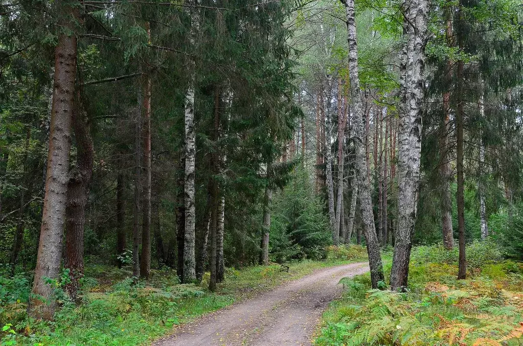 Участок в Ярославская область, Тутаевский муниципальный округ, ... - Фото 2
