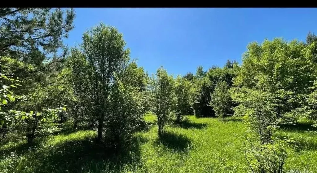Участок в Алтай, Чемальский район, Аносинское с/пос  (11.94 сот.) - Фото 2
