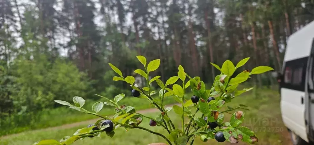Участок в Новгородская область, Новгородский район, Савинское с/пос, ... - Фото 0