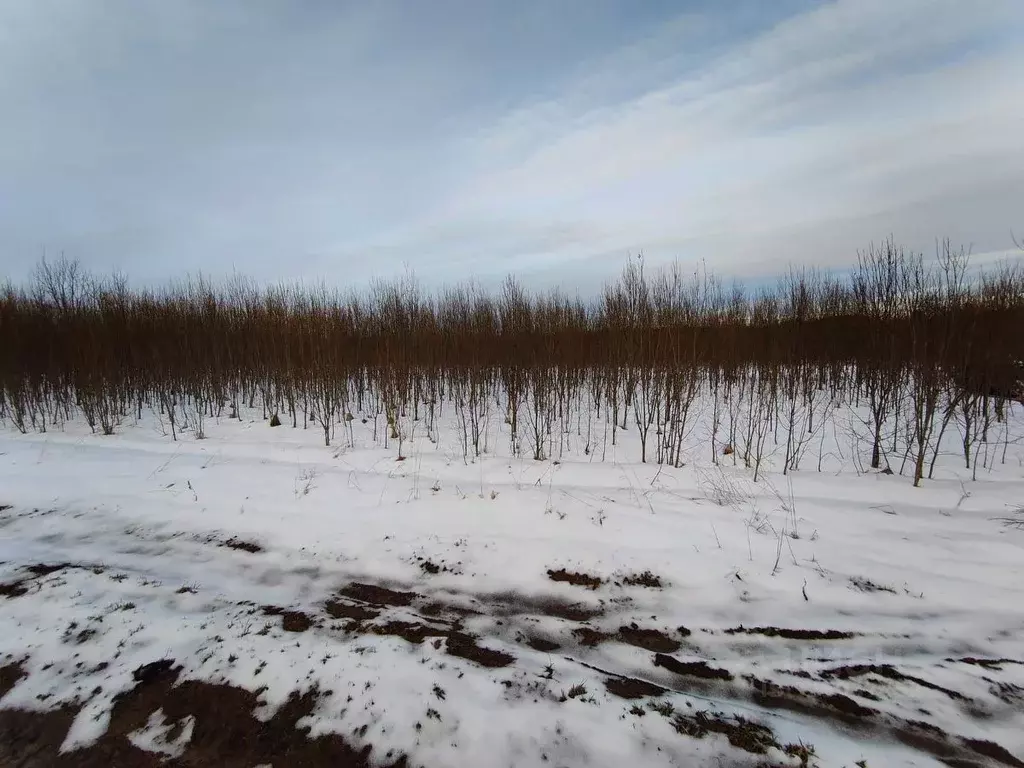 Участок в Московская область, Рузский муниципальный округ, д. Леньково ... - Фото 1
