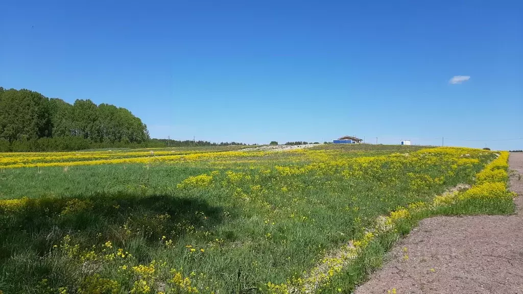 Участок в Ленинградская область, Выборгский район, Красносельское ... - Фото 1