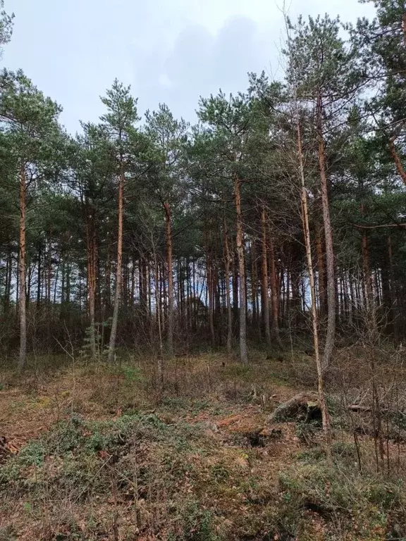 Участок в Ленинградская область, Кировский район, Синявинское ... - Фото 0