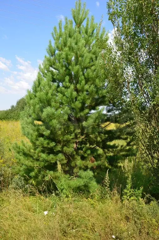Участок 10,2 сот. (СНТ, ДНП) - Фото 0