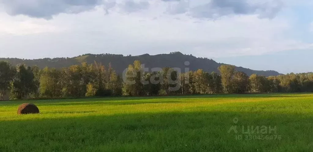Участок в Алтай, Майминский район, Соузгинское с/пос, пос. Черемшанка  ... - Фото 2