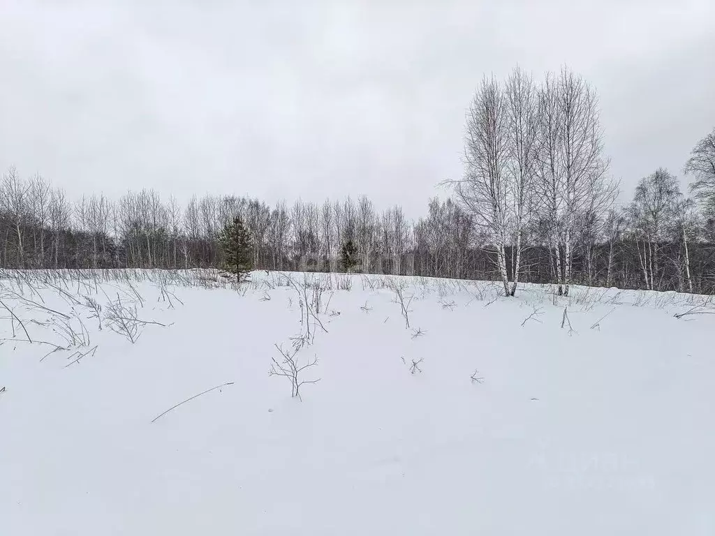 Участок в Новосибирская область, Новосибирский район, Раздольненский ... - Фото 1