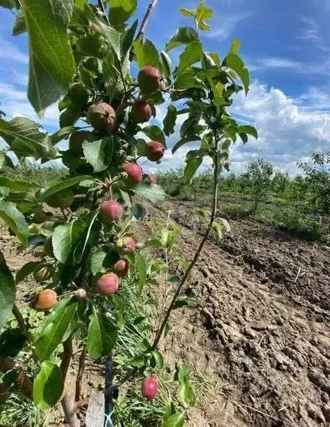 Участок в Адыгея, Шовгеновский район, Хакуринохабль аул ул. Шовгенова ... - Фото 1