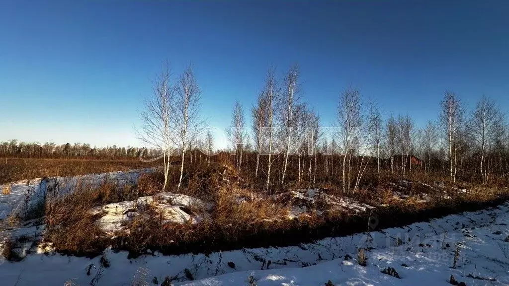 Участок в Тюменская область, Тюменский район, Казарма урочище  (5.14 ... - Фото 1