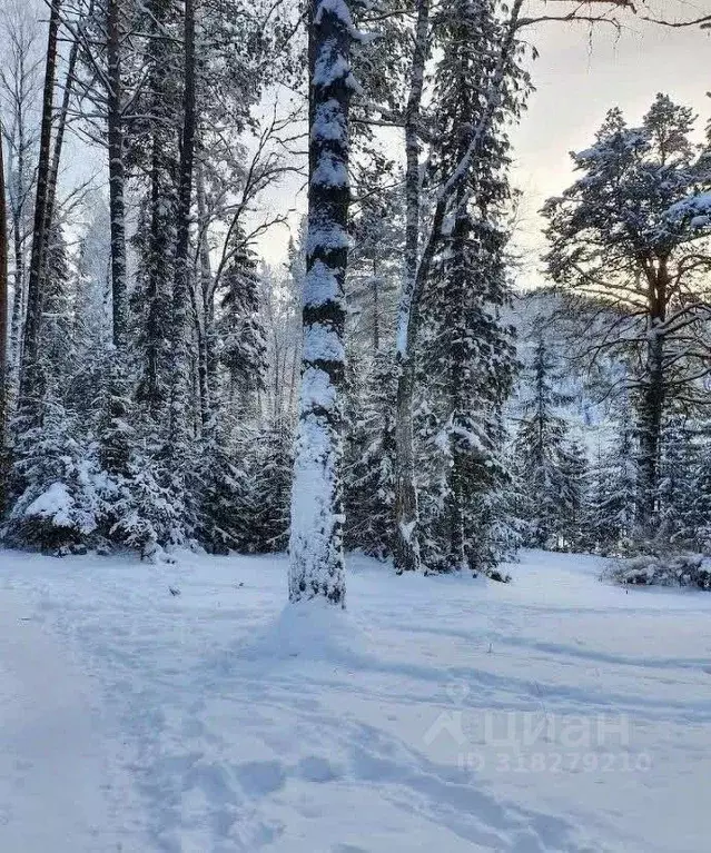 Участок в Алтай, Турочакский район, с. Артыбаш ул. Пихтовая, 29 (10.0 ... - Фото 1