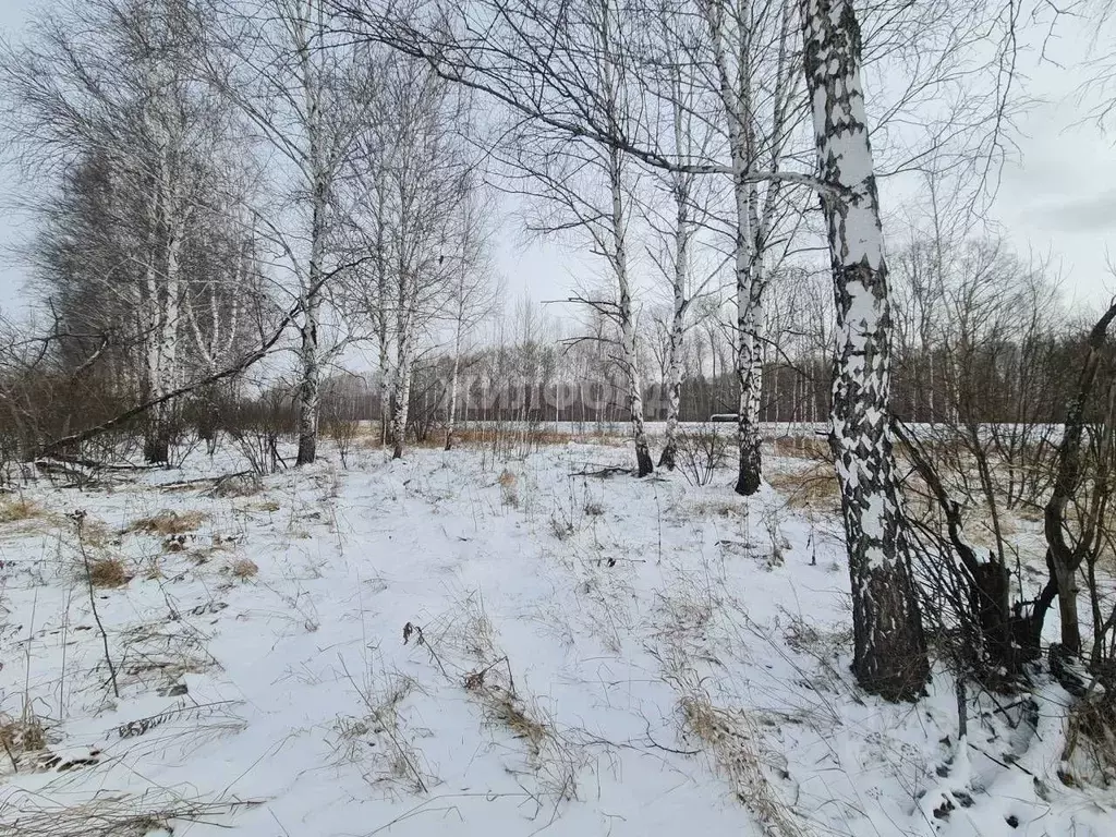 Участок в Новосибирская область, Мошковский район, пос. Кошево  (10.0 ... - Фото 0