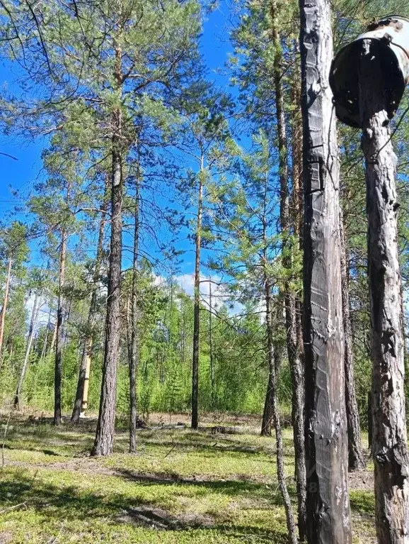 Участок в Саха (Якутия), Мегино-Кангаласский улус, Нижний Бестях пгт, ... - Фото 0