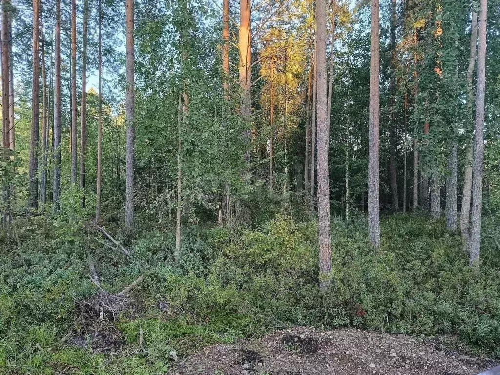 Участок в Коми, Корткеросский муниципальный район, Додзь муниципальное ... - Фото 1