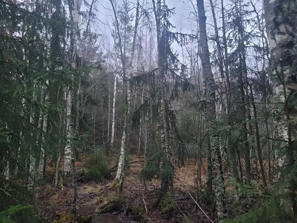 Участок в Ленинградская область, Ломоносовский район, Лебяженское ... - Фото 1