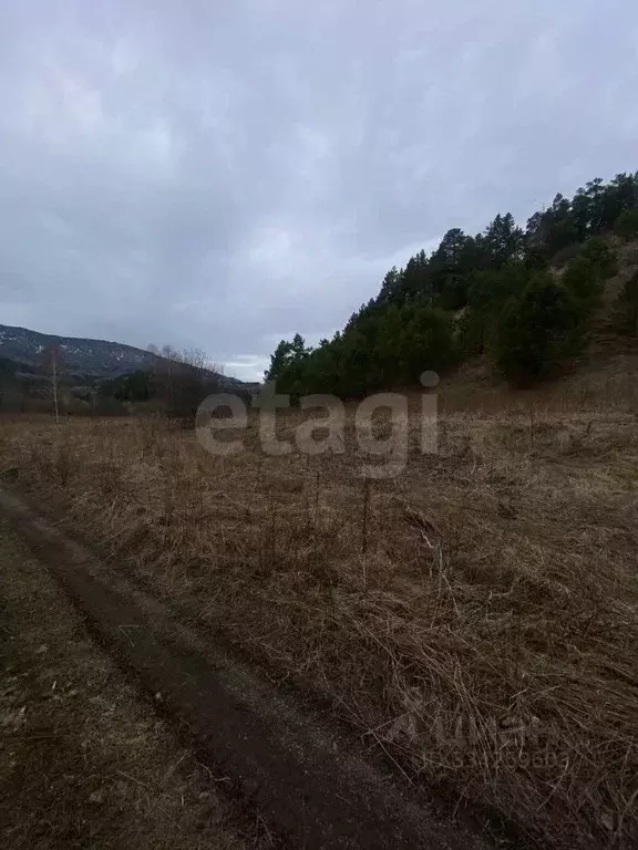 Участок в Алтай, Чойский район, с. Кара-Торбок ул. Дилевская (24.98 ... - Фото 1