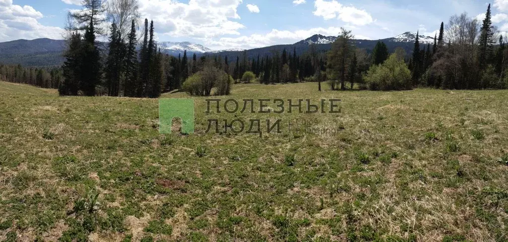 Участок в Алтайский край, Солонешенский район, с. Солонешное  (6830.0 ... - Фото 1