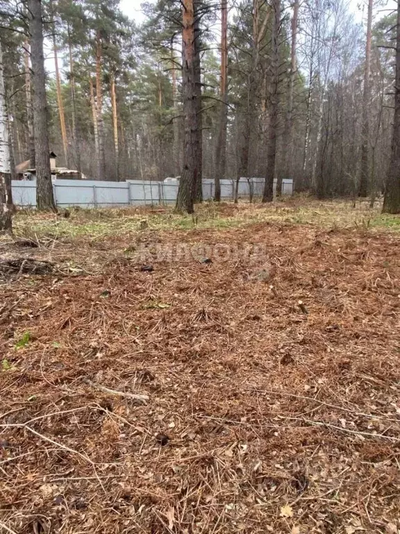 Участок в Новосибирская область, Новосибирский район, Барышевский ... - Фото 0