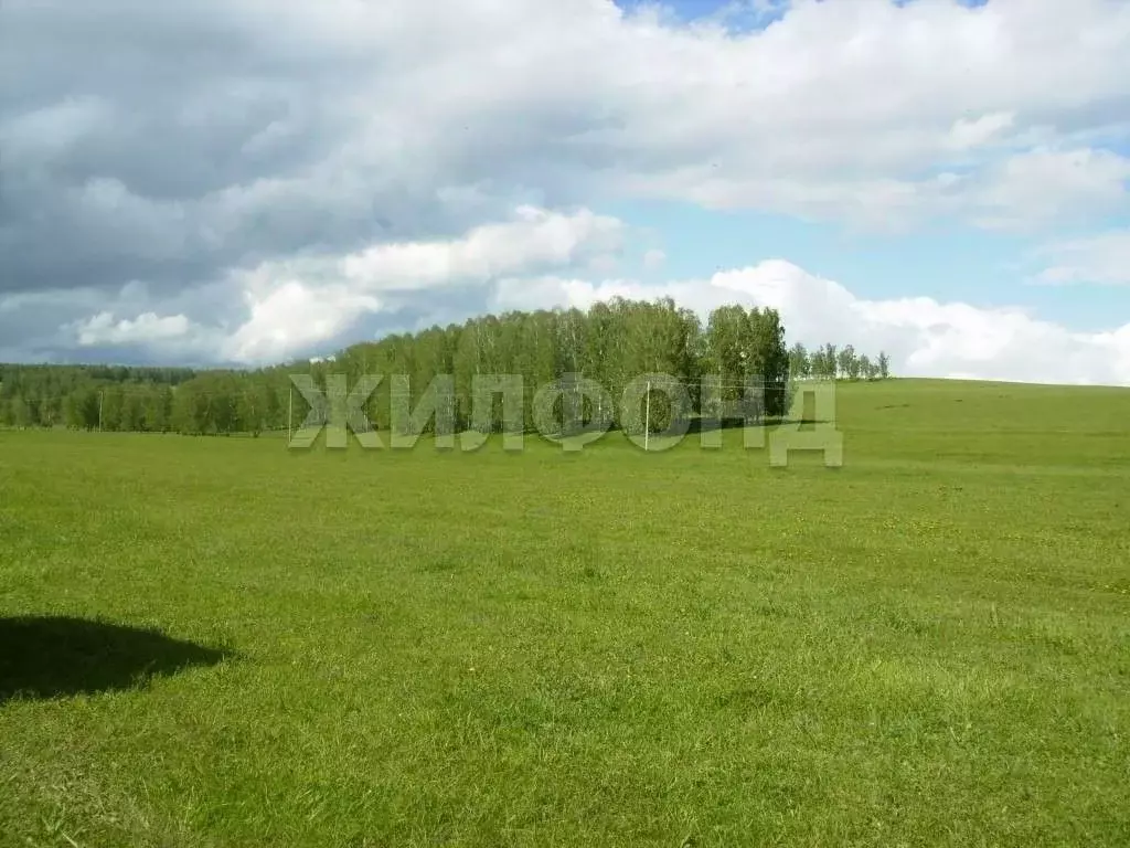 Участок в Новосибирская область, Колыванский район, с. Сидоровка Новая ... - Фото 1