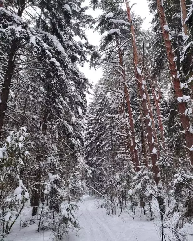 Дом в Московская область, Богородский городской округ, Полянка СНТ 114 ... - Фото 1