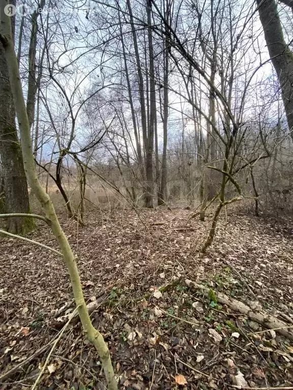 Участок в Калининградская область, Зеленоградский муниципальный округ, ... - Фото 2