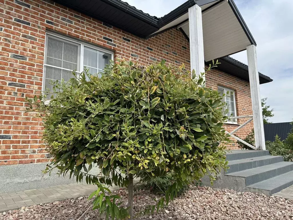 Дом в Адыгея, Тахтамукайский район, Энемское городское поселение, ... - Фото 1