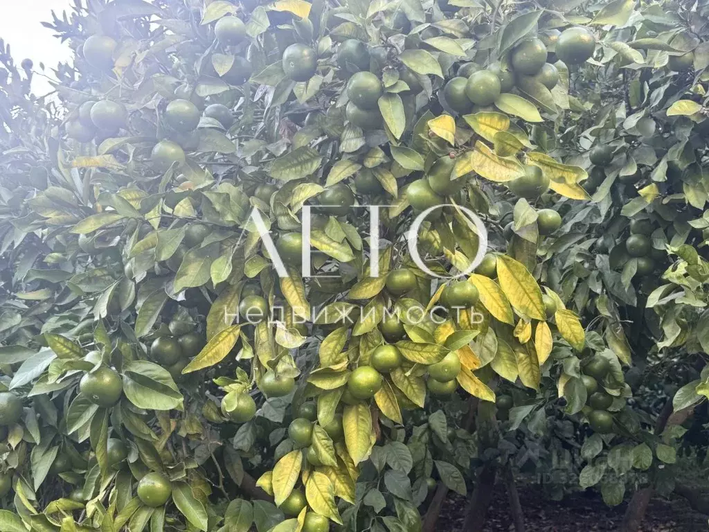 Участок в Краснодарский край, Сочи ул. Искры, 2 (5.5 сот.) - Фото 2