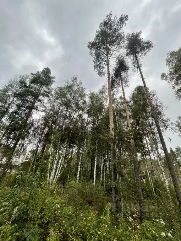 Участок в Ленинградская область, Всеволожский район, Токсовское ... - Фото 1