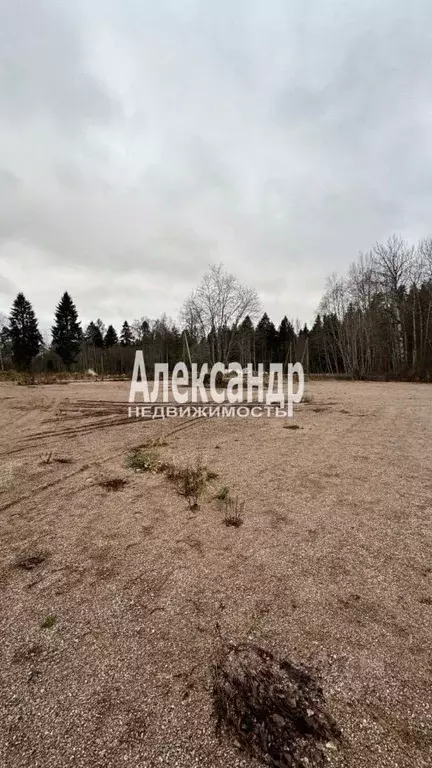 Участок в Ленинградская область, Приозерский район, Ларионовское ... - Фото 2