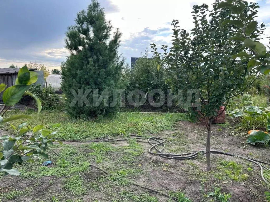 Участок в Новосибирская область, Коченево рп  (6.0 сот.) - Фото 0