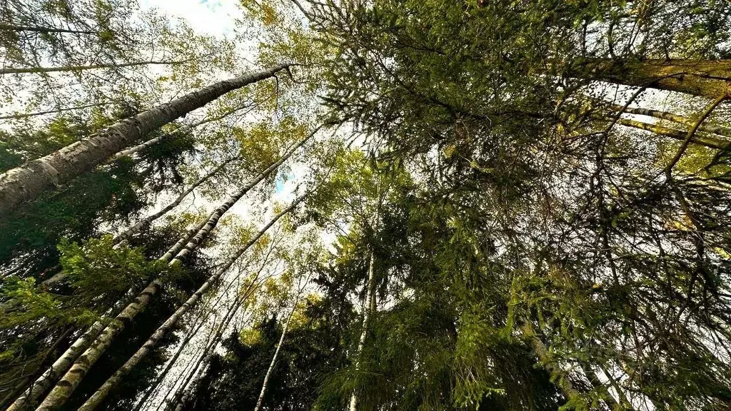 Участок в Ленинградская область, Всеволожский район, Сертоловское ... - Фото 1