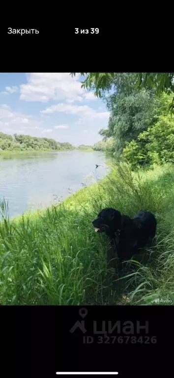 Участок в Оренбургская область, Оренбург ПО Мир СНТ, Троллейбусник ... - Фото 2