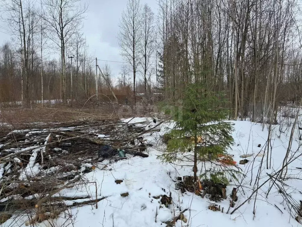 Участок в Вологодская область, Вологда Разлив садоводческое ... - Фото 2