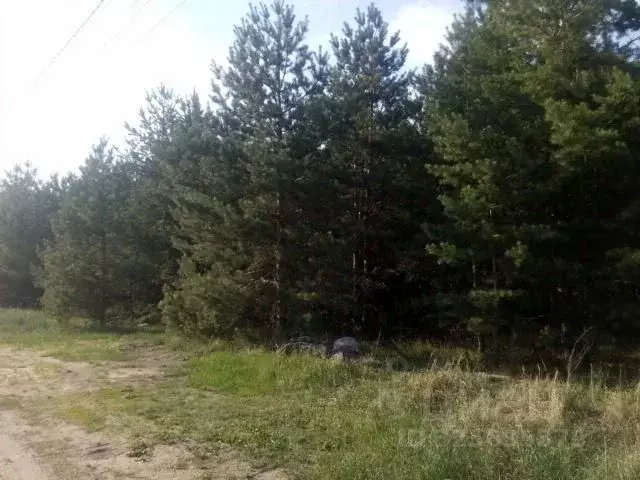 Участок в Воронежская область, Рамонский район, Новоживотинновское ... - Фото 2